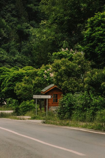 A quaint wooden cabin sits beside a forest road, surrounded by lush foliage, with a directional sign nearby.