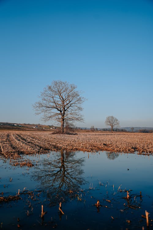 A lone tree stands in a field with water in the middle