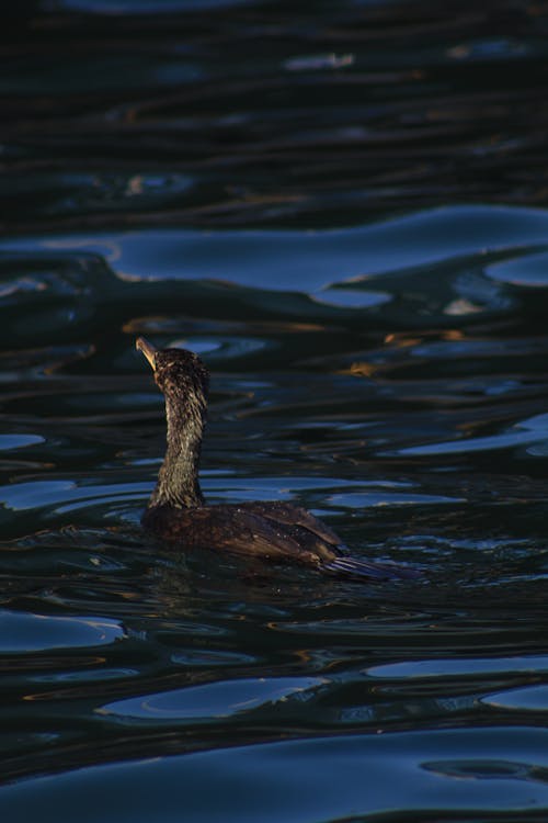 Duck on Dark Water