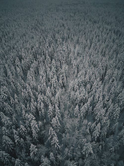 Gratis lagerfoto af Finland, forkølelse, frossen