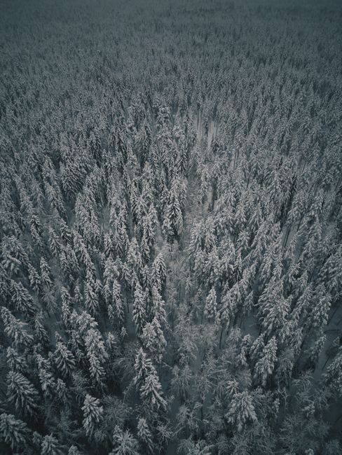 A mesmerizing aerial view of a snow-blanketed forest during winter in Finland. Serene and untouched landscape.