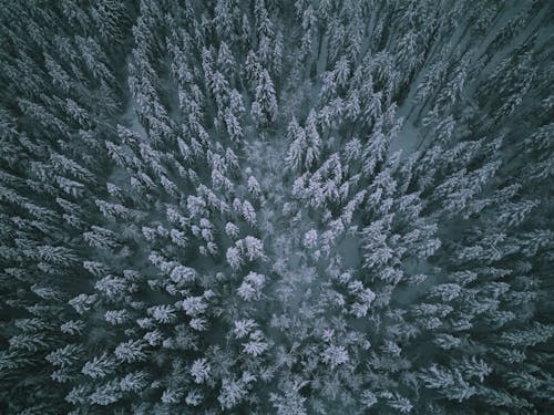 Kostnadsfri bild av abstrakt, finland, frost