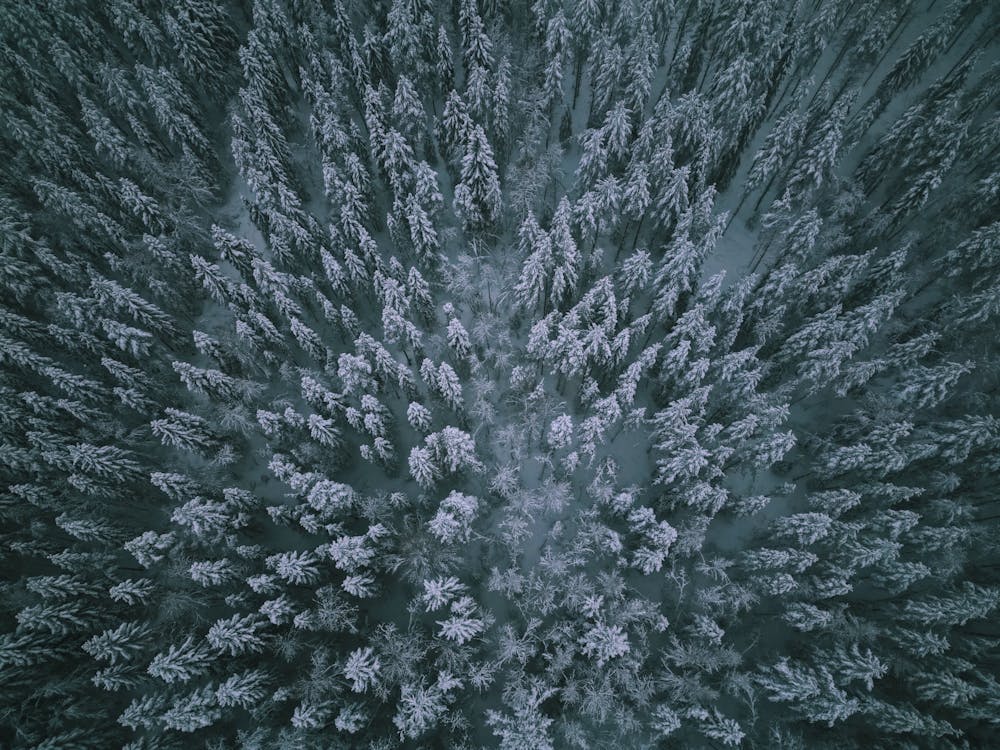 Aerial view of a forest in the winter