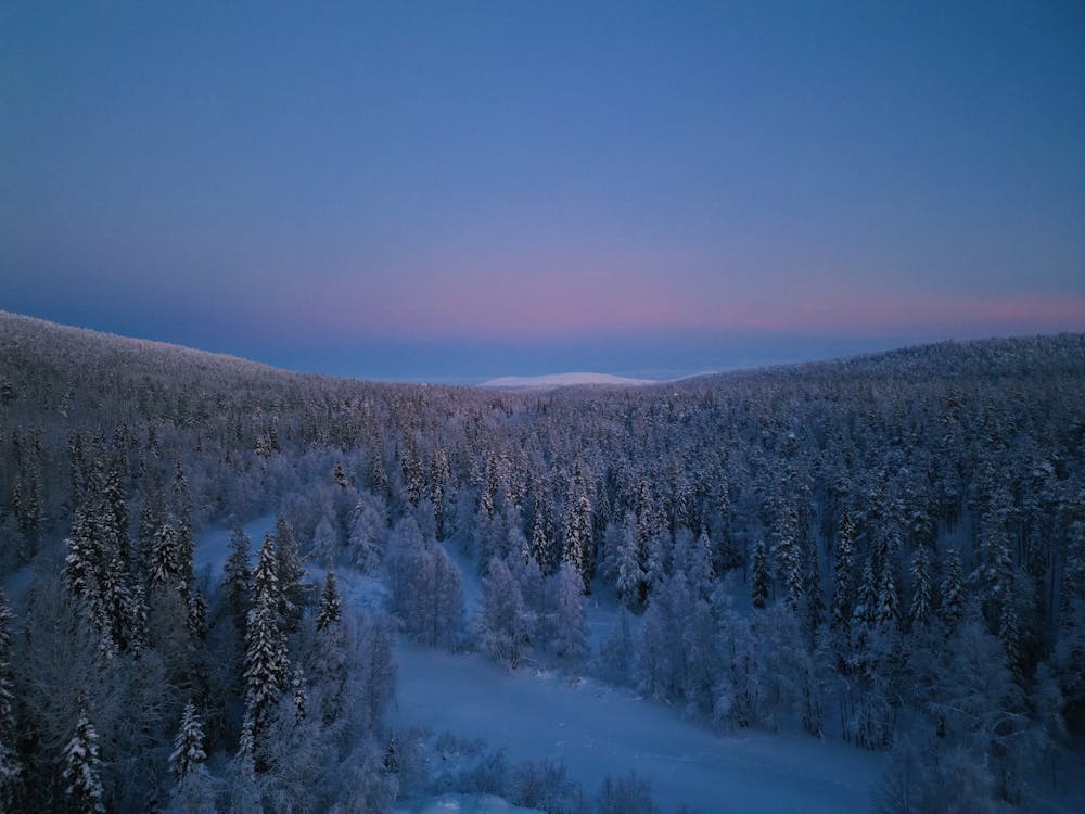 A view of a snowy forest at dusk