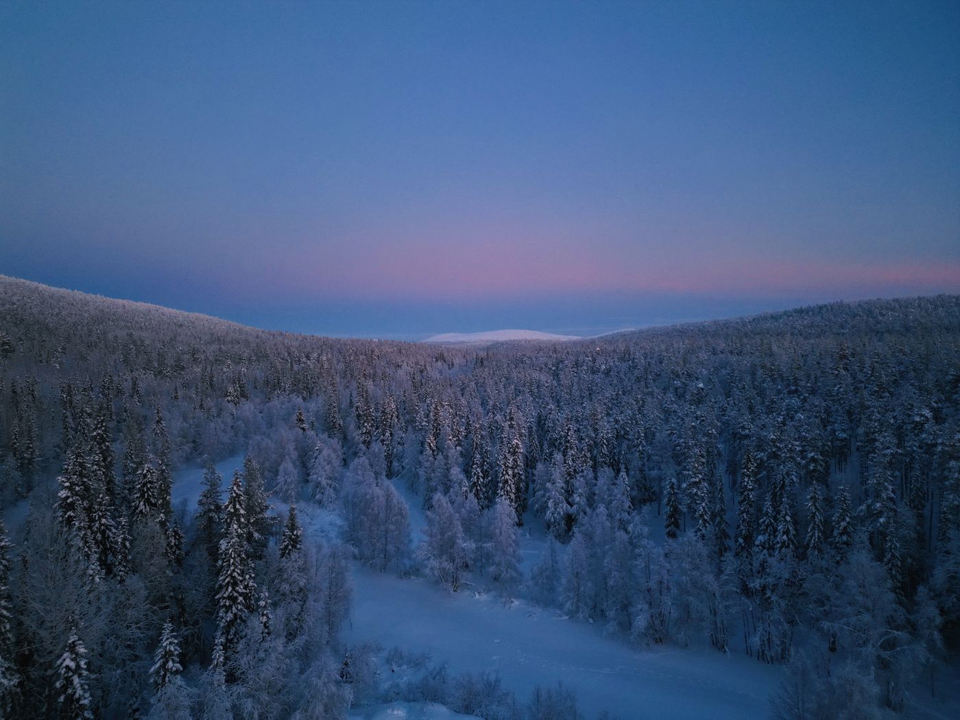 Snow-laden evergreen trees in a forest at twilight in Ylläsjärvi, Lapland, Finland.