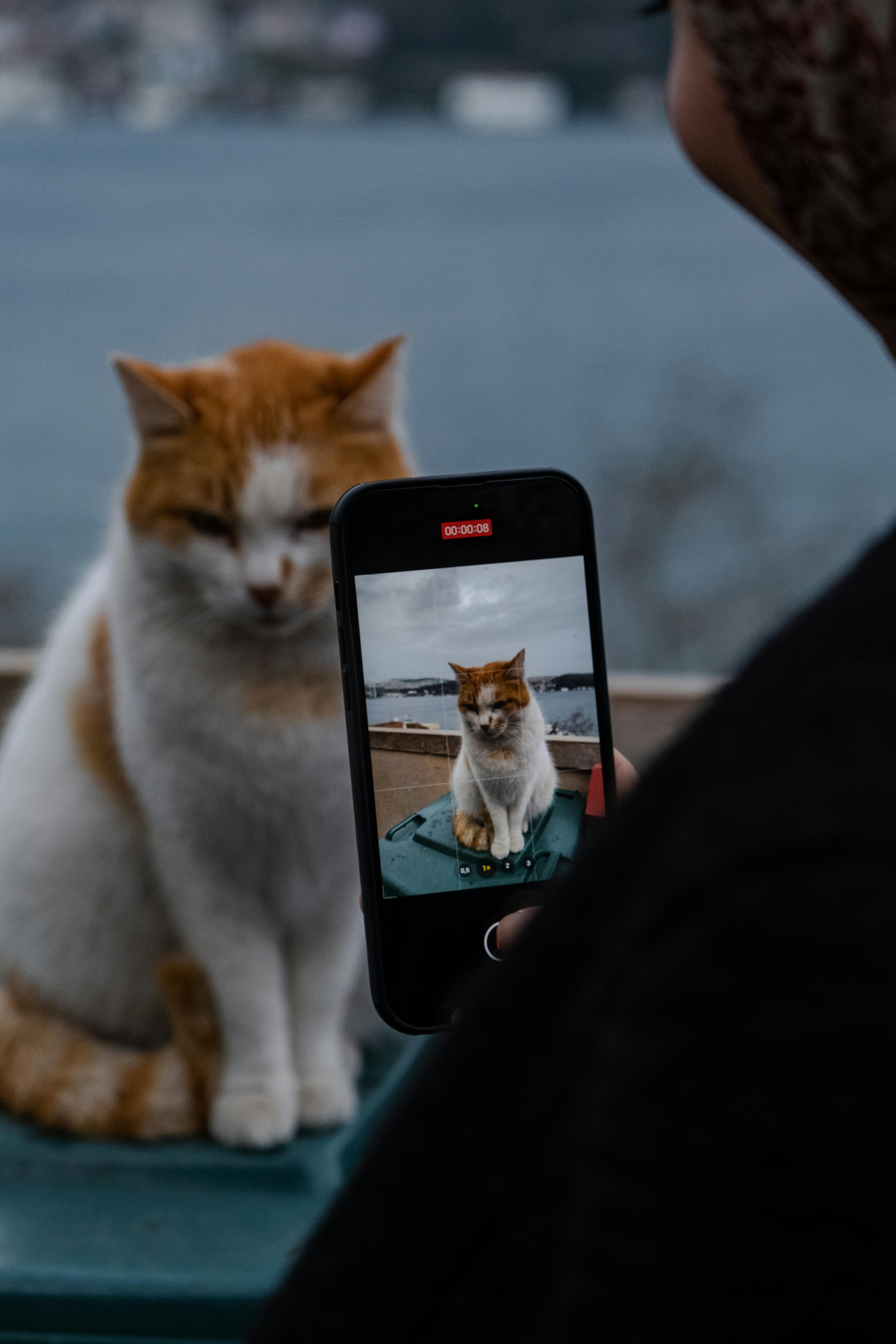 Free A person photographs a ginger and white cat using a smartphone by a waterfront. Stock Photo