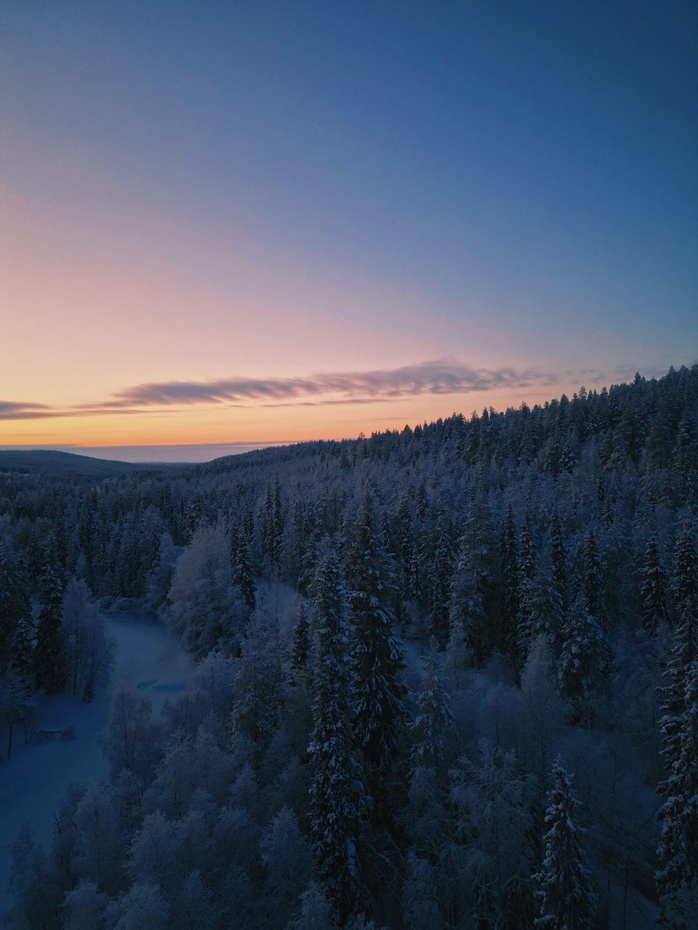Bosque nevado de la Laponia sueca al atardecer rosado