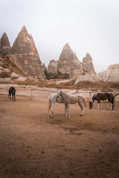 Ilmainen kuvapankkikuva tunnisteilla cappadocia, eläinkuvaus, hevoset