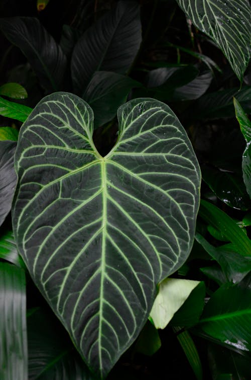 Big, Green Leaf of Plant