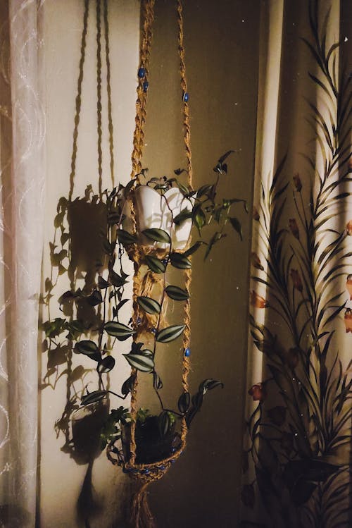A plant hanging from a rope in front of a curtain