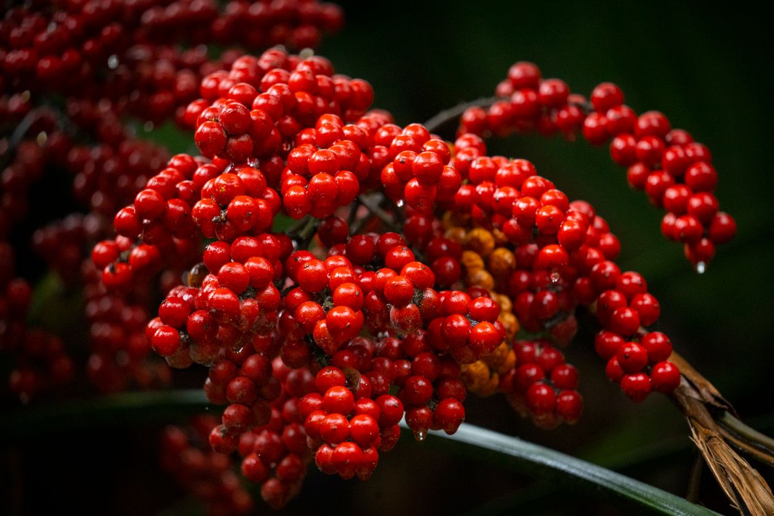 Red Ripe Berries Red Ripe Berries ยท Free Stock Photo