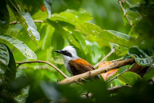 Small Bird among Leaves