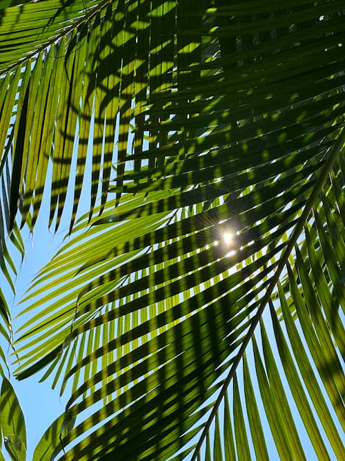 Palm Tree Leaves in Sunlight