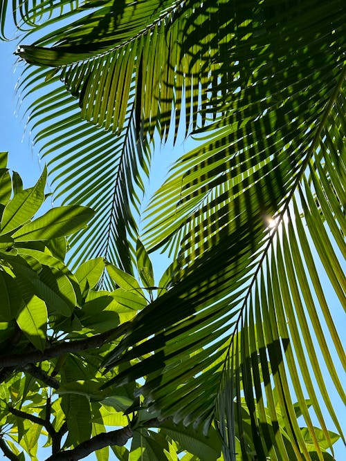 Green Leaves of Palm Tree