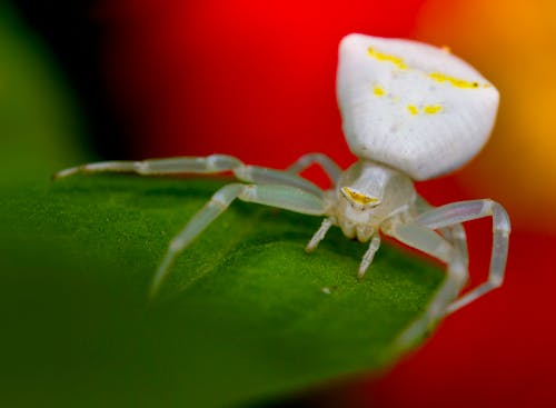 Flower Crab Spider on Leaf