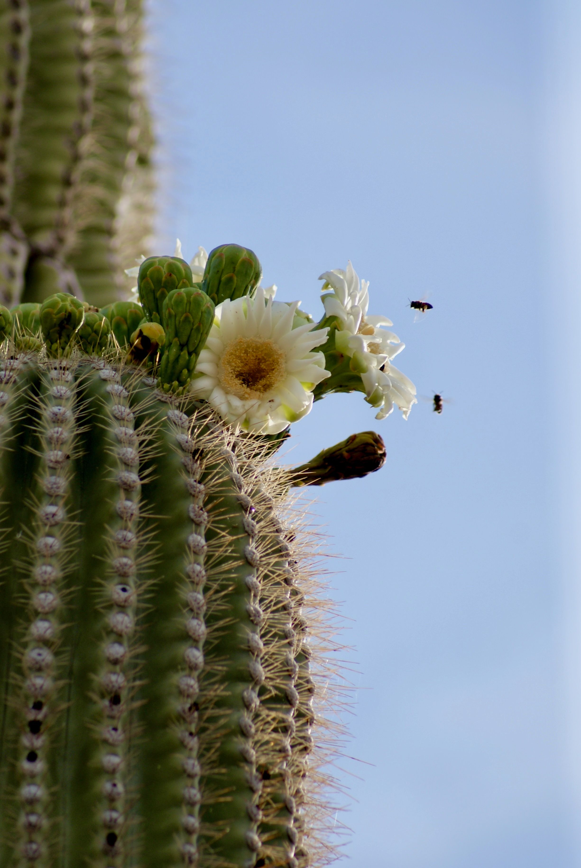 Blhender Saguaro Kaktus Gegen Blauen Himmel  Kostenloses Stock-Foto