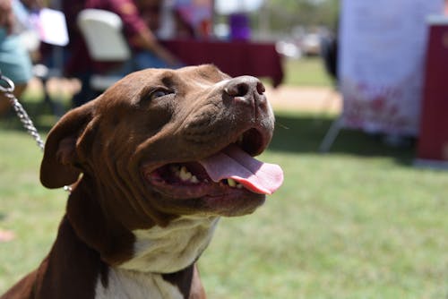 Kostnadsfri bild av hund, hund-