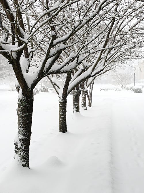 Imagine de stoc gratuită din lasa sa ninga
