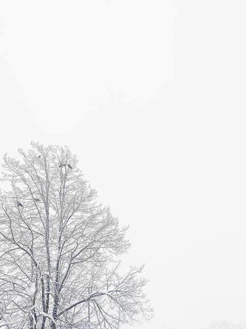 Imagine de stoc gratuită din arbori, fotografiere verticală, iarnă