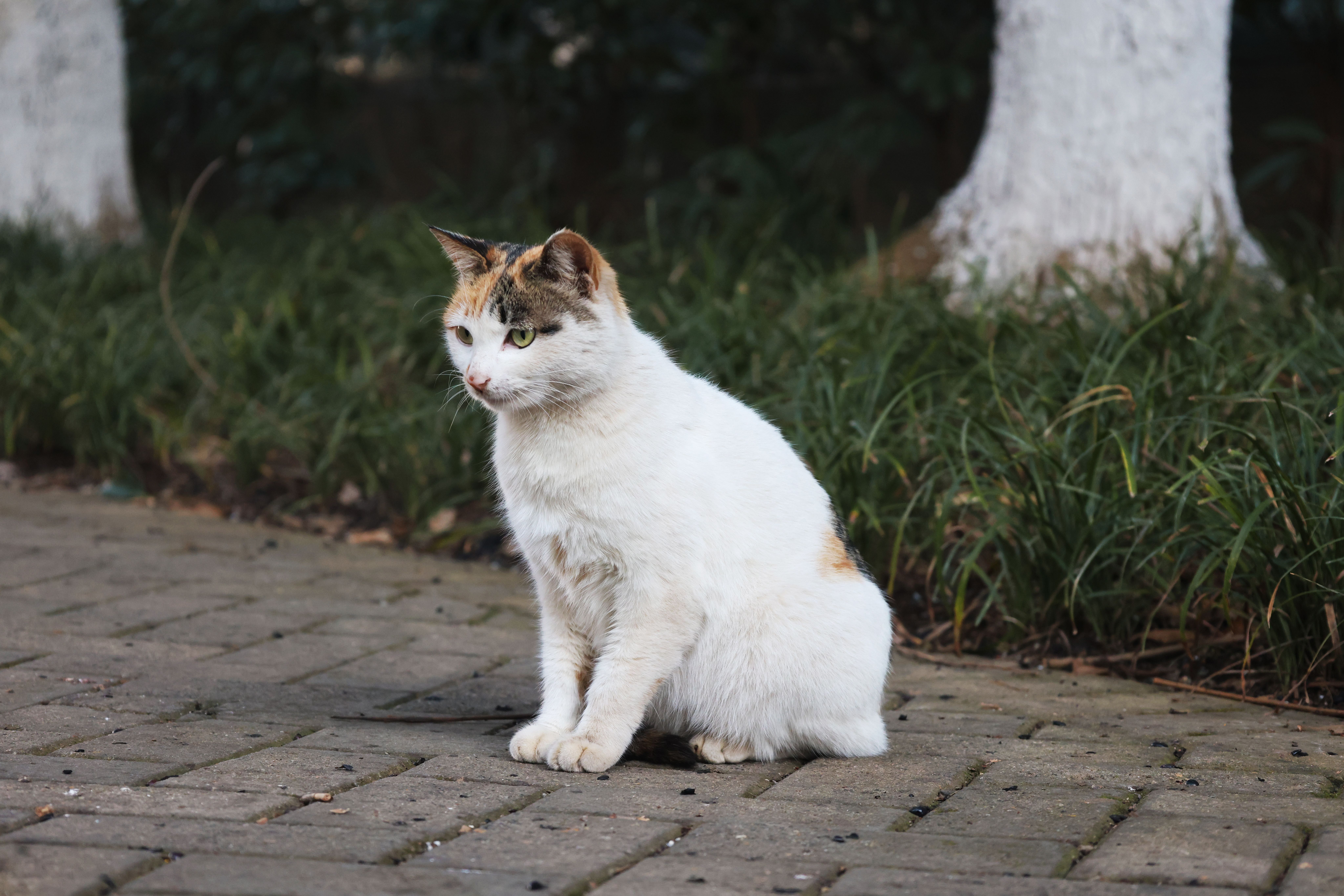 beijing pet technology — Photo by 献新 黄 on Pexels