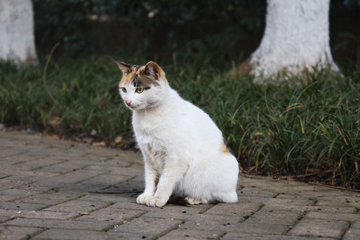 猫传腹早期症状：如何识别与应对