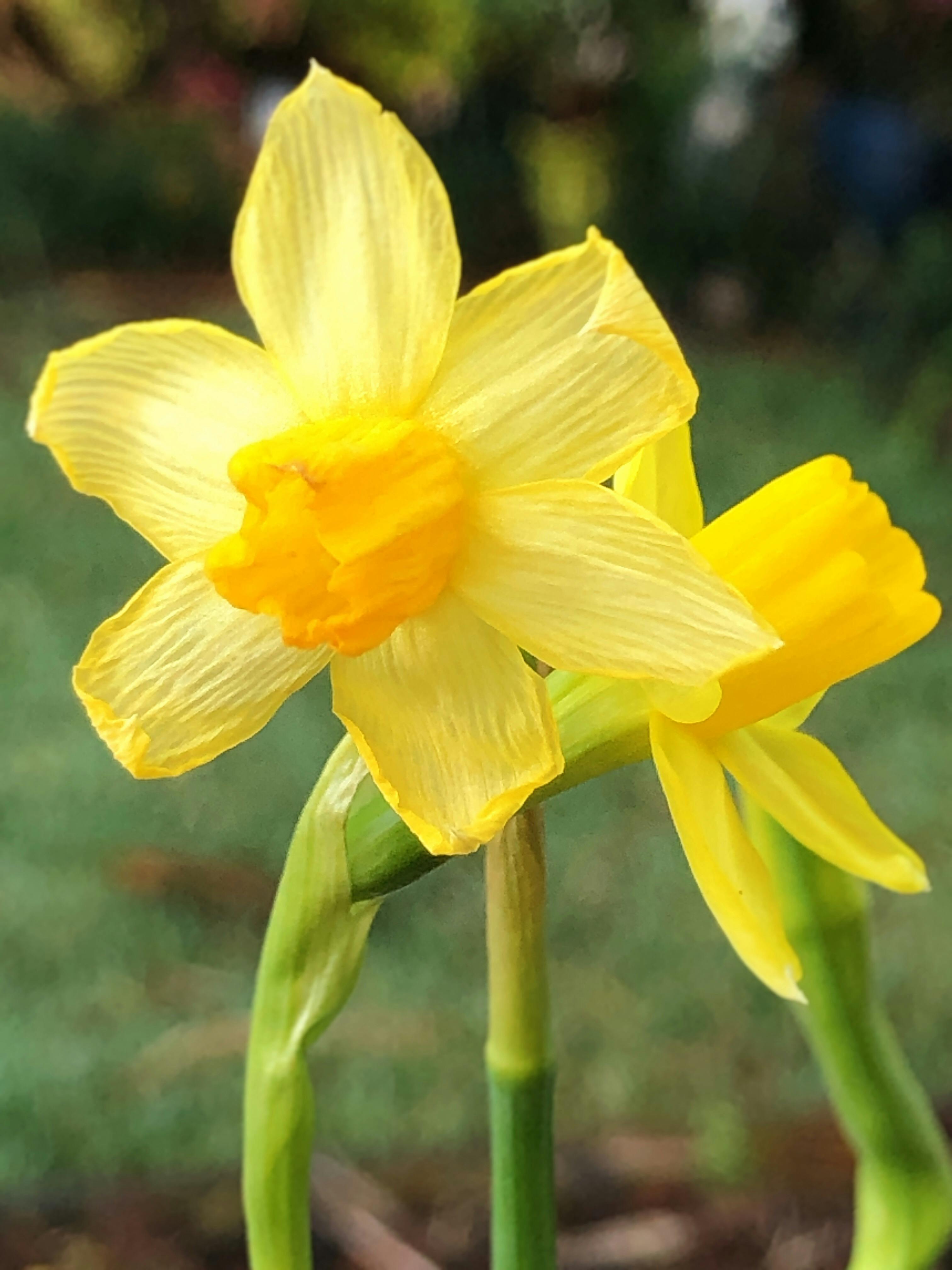Free stock photo of beautiful flower, daffodil