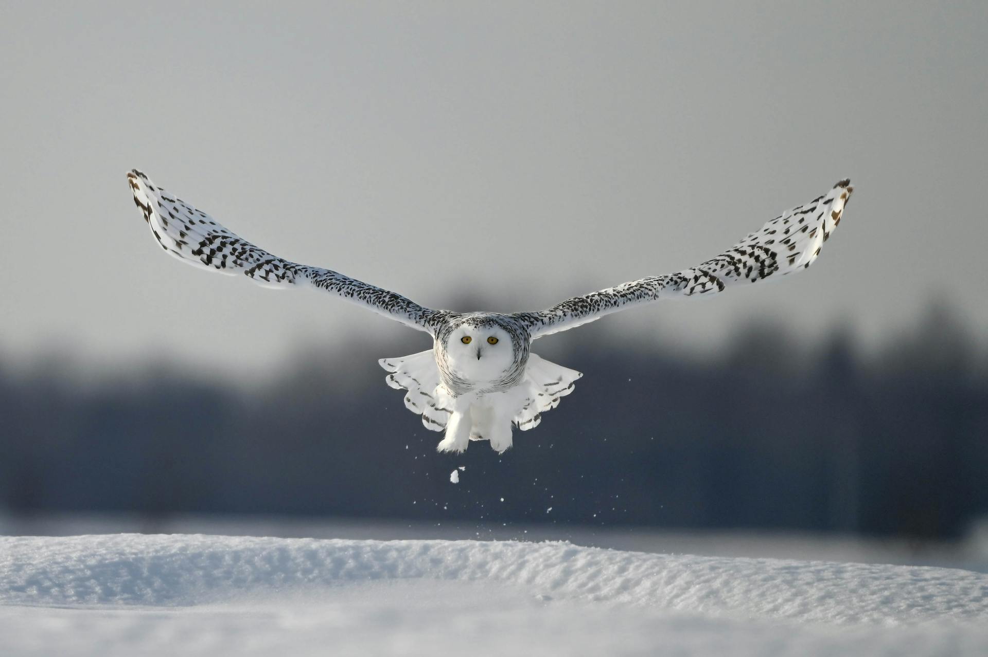 Snowy Owl Flying over a Snow Covered Field