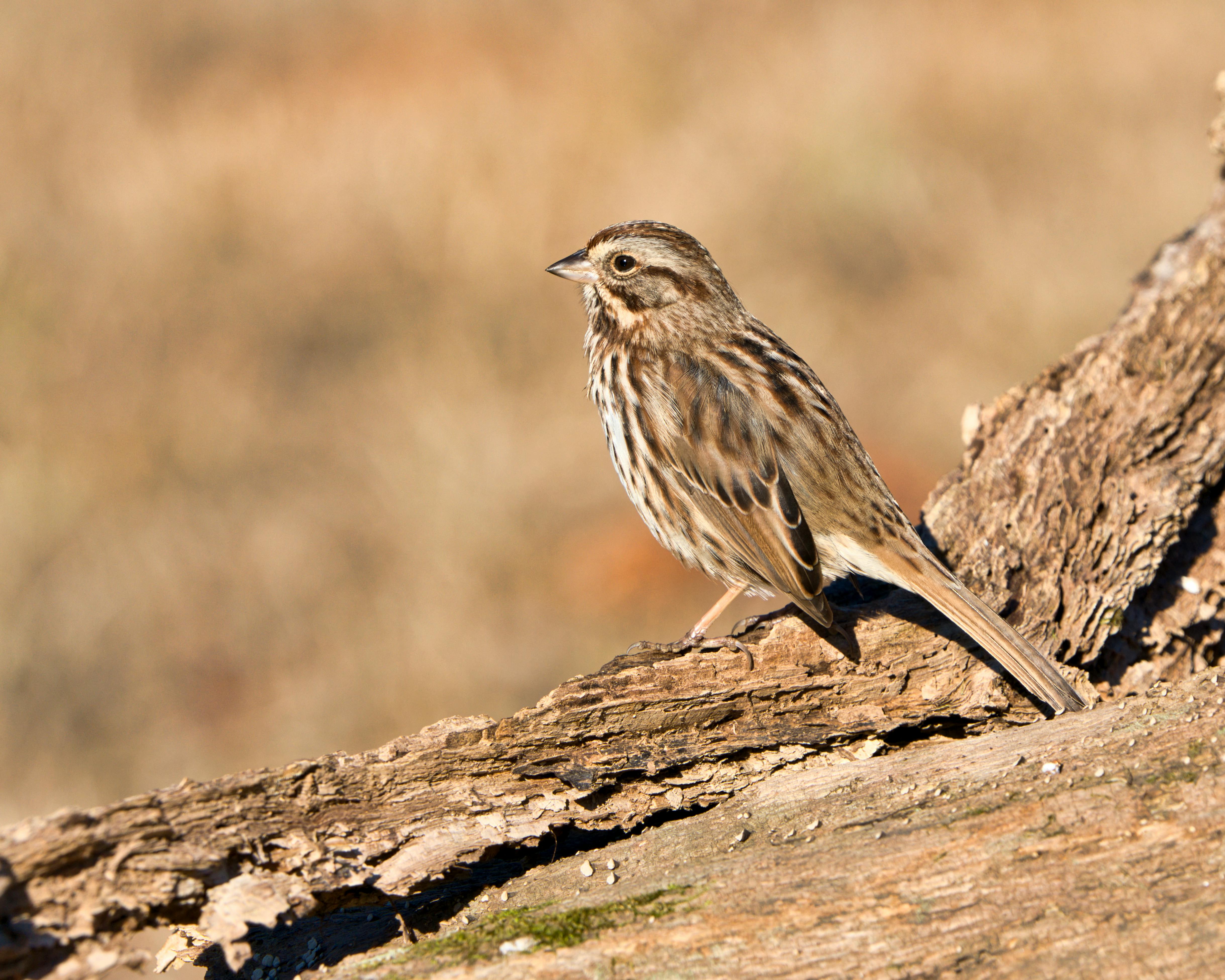 A song sparrow (Melospiza melodia) on a tree trunk in natural habitat.