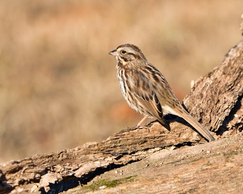 Kostnadsfri bild av djurfotografi, fågel, natur