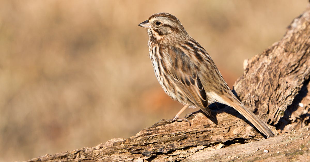 A song sparrow (Melospiza melodia) on a tree trunk in natural habitat.