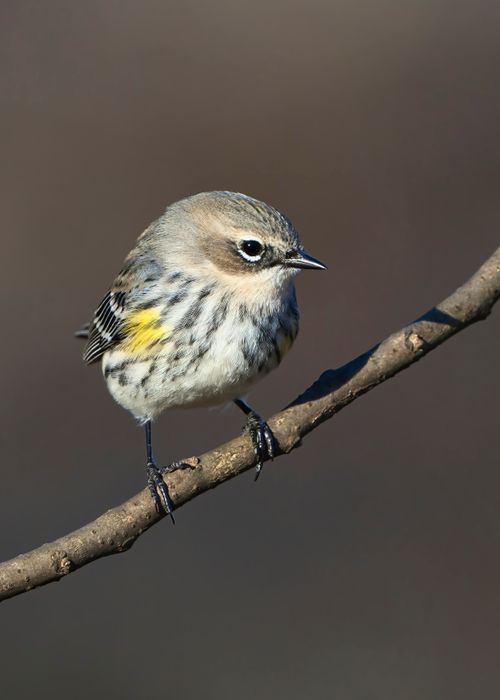 Free Yellow-rumped Warbler perched on a branch with a blurred background in natural setting. Stock Photo