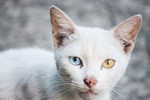 Free A close-up portrait of a white cat showcasing vibrant heterochromia eyes, one blue and one amber. Stock Photo