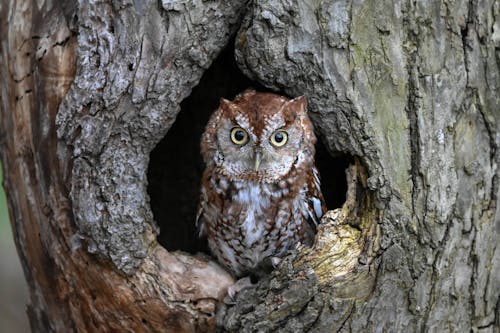 Close-up of an Owl Perching in a Hollow 