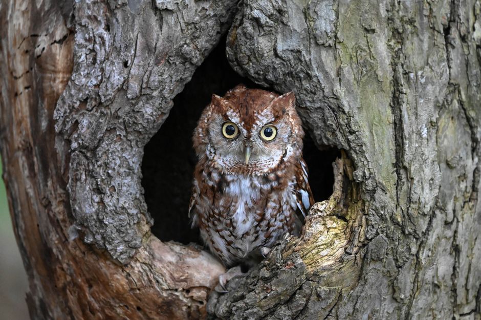 A close-up of an Eastern Screech Owl perching in a tree hollow in Oakville, Canada.
