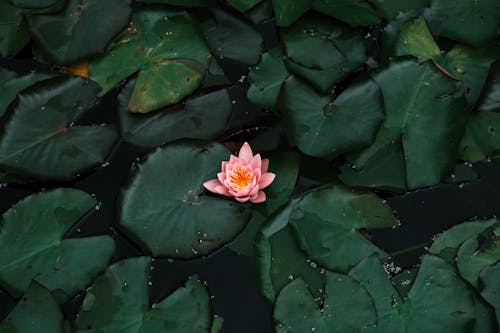 Immagine gratuita di fiore, fiore di loto, impianto