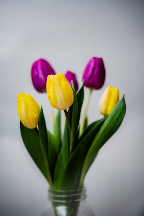Colorful Tulips in Vase