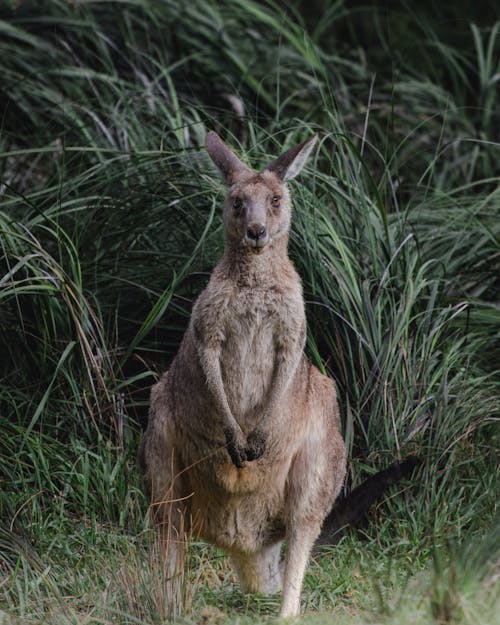 Gratis stockfoto met dierenfotografie, grassen, kangoeroe