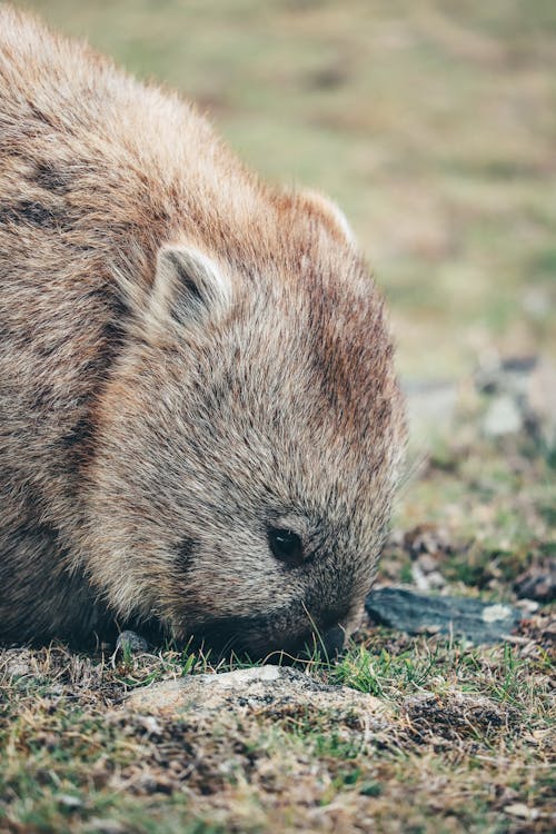 Head of Wombat on Ground