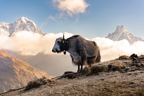 喜馬拉雅犛牛和山脈的背景