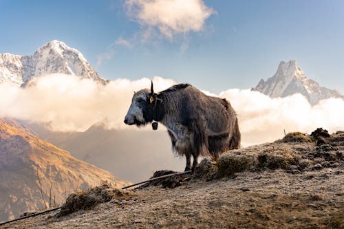 Arka Planda Himalaya Yak Ve Dağları