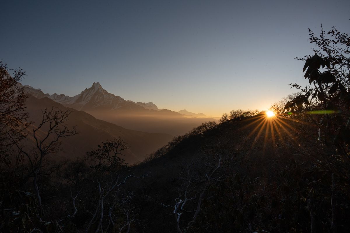 Red blooming rhododendron forest trail in Nepal's Annapurna region with snow peaks visible