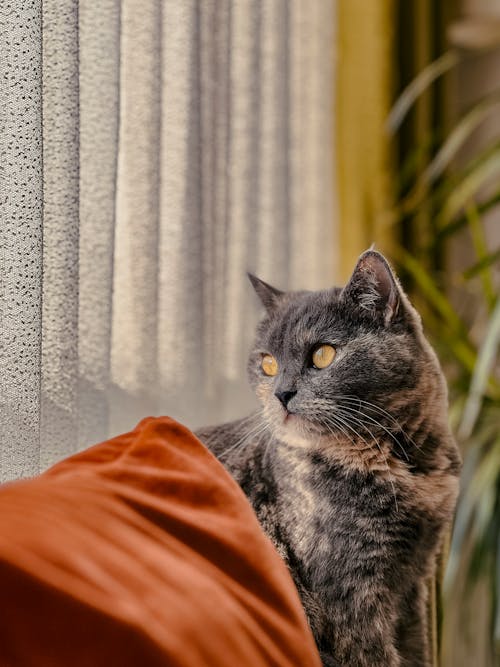 A Domestic Cat Standing on a Sofa Looking Toward a Window 