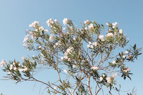 Close-up of an Oleander with White Flowers against Clear, Blue Sky 