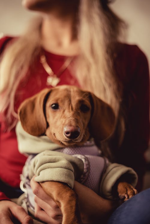A Woman Holding Her Dachshund Wearing Dogs Clothing