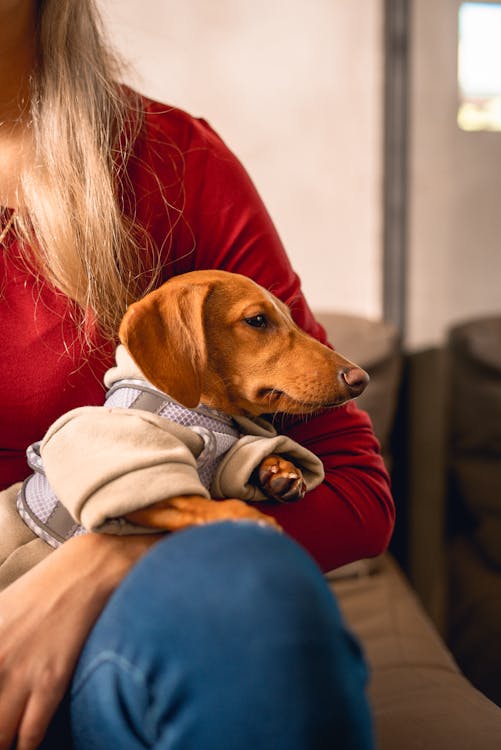 Gratis arkivbilde med blond, dachshund, dongeribukser