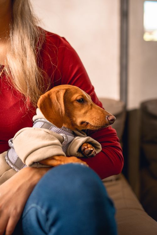 Free Cute dachshund puppy in a sweater held by a blonde woman indoors. Cozy and calm atmosphere. Stock Photo