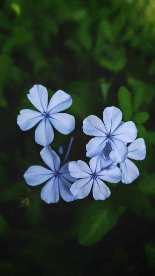Close-up of Delicate Cape Leadwort Flowers