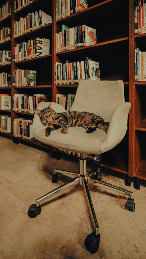 A Cat Lying on a Chair in a Library 