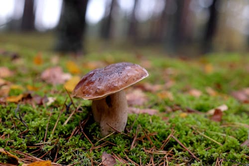 Photos gratuites de automne, bois, boletus edulis