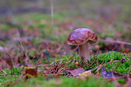 Kostenloses Stock Foto zu boden, boletus edulis, cep